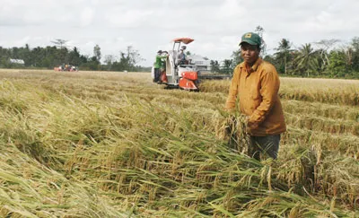 Phát triển thủy điện trên dòng chính sông Mekong: ĐBSCL “đói” nước làm lúa