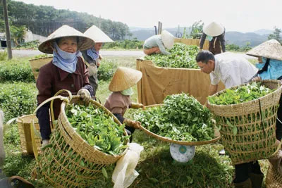 Con sâu làm rầu… vùng trà