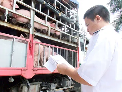 Thương lái Trung Quốc mua gom heo mỡ