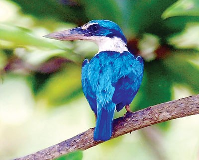 Kingfisher lives in Vam Sat Ecological Tourist Site