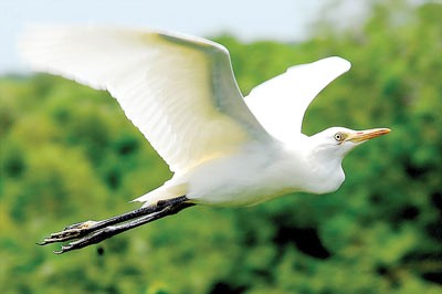 The White Stork lives in Vam Sat Ecological Tourist Site