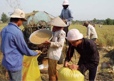 Farmers in Mekong delta harvest the summer-autumn crop (Photo: SGGP)