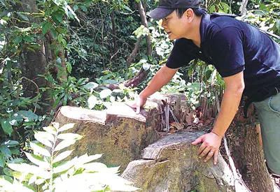 “Khoét” Vườn quốc gia Bạch Mã