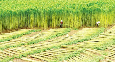 Chuyển đổi cơ cấu sản xuất nông nghiệp - Bài 1: Điệp khúc mất mùa được giá...