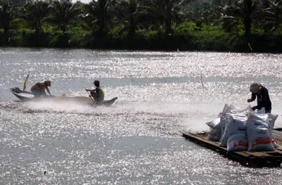 Cá tra ở ĐBSCL: Nông dân bị chiếm dụng vốn