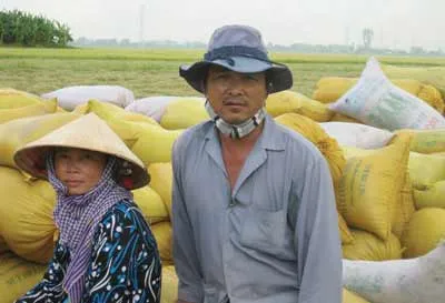 Đồng bằng sông Cửu Long: Phập phồng tiêu thụ lúa thu đông