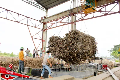 Áp lực đè nặng nông dân và nhà máy