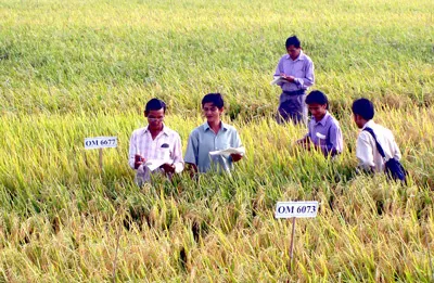 Cơ cấu lại các giống lúa đặc sản - lúa chất lượng cao là một yêu cầu cấp thiết. Ảnh: CAO PHONG
