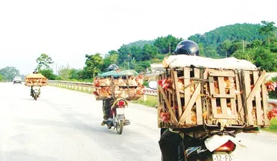 Nhức nhối an toàn vệ sinh thực phẩm - Bài 1: “Tổng kho” thịt thối đường biên