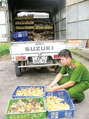 Một ô tô chở giống gia cầm nhập lậu không rõ nguồn gốc bị bắt giữ.