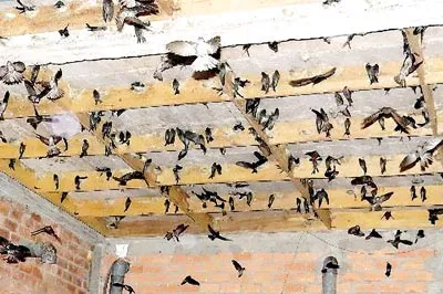 Nhà yến Trảng Bom - Đồng Nai