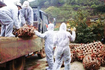 Đưa gia cầm nhập lậu nguy hại đi tiêu hủy ở Lạng Sơn.