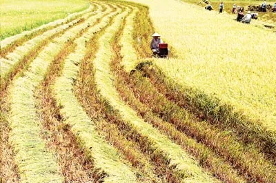 Liên kết sản xuất lớn