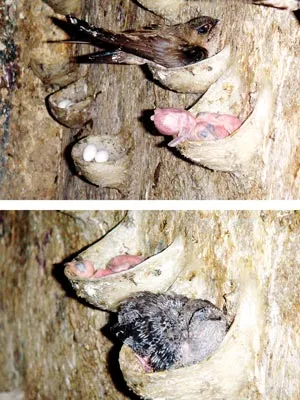 Sinh sản chim yến trong nhà