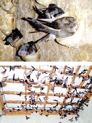 Bên trong gia đình nhà yến