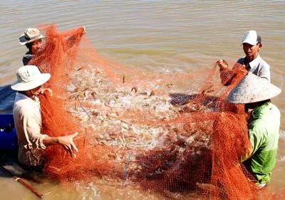 Người nuôi tôm ở ĐBSCL rất cần bảo hiểm nông nghiệp. Ảnh: DANH NGUYÊN