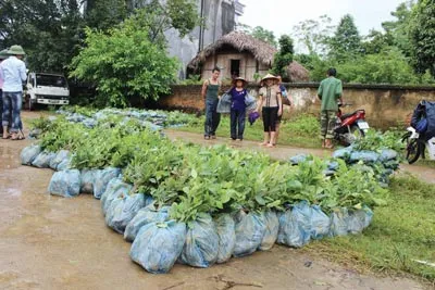 Đổi mới lâm trường quốc doanh: Bình mới rượu cũ? - Bài 1: 10 năm và sự thay đổi