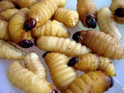 Coconut worm