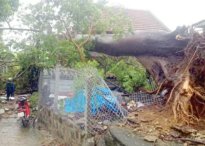 Nhiều cây cổ thụ bị bão số 10 quật ngã.