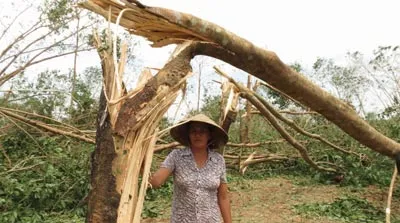 Quảng Bình thiệt hại hơn 15.000ha cao su trong tuổi cạo mủ khiến nông dân điêu đứng.