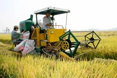Sản xuất theo mô hình liên kết nông dân và doanh nghiệp đang được khuyến khích thực hiện ở ĐBSCL.