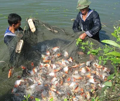 Nuôi cá ngay trên đảo.