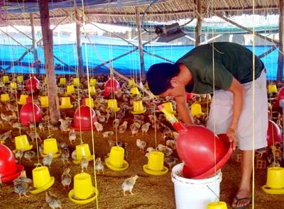 Tăng cường đầu tư, tạo nguồn hàng ổn định