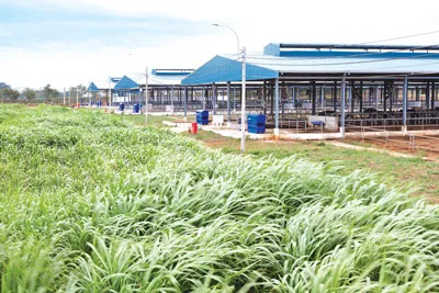 Một trong những trang trại của Vinamilk tại Lâm Đồng.