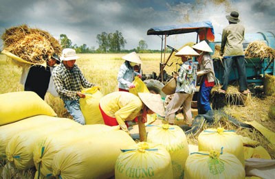 Farmers harvest rice in the Mekong Delta. (Photo: SGGP)