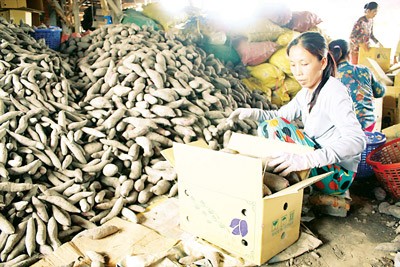 Japanese purple sweet potato fetches around VND800,000 (US$38) per quintal which brings high profits for farmers (Photo: SGGP)