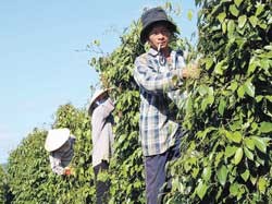 Farmers harvest pepper in Chu Se District in Gia Lai Province. (Photo: SGGP)