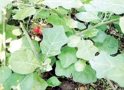 Cà gai leo và Mật nhân những cây thuốc đặc biệt cho người xơ gan