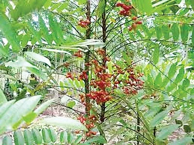 Cà gai leo và Mật nhân những cây thuốc đặc biệt cho người xơ gan ảnh 2