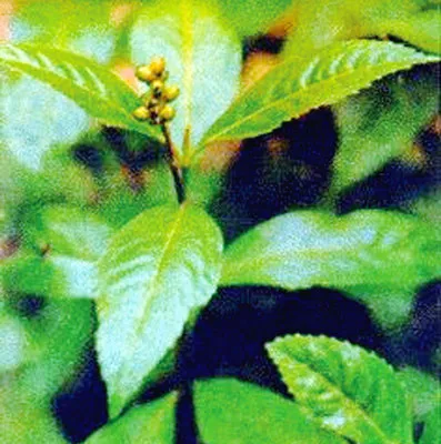 Những thảo dược có công dụng tốt với bệnh gút