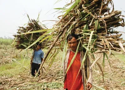 “Chim sợ cành cong”