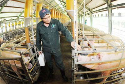Preparing pork supply during Tet. (Photo: SGGP)