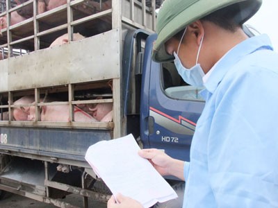 Vets in the northern province of Lang Son Province check imported pig (Photo: SGGP)