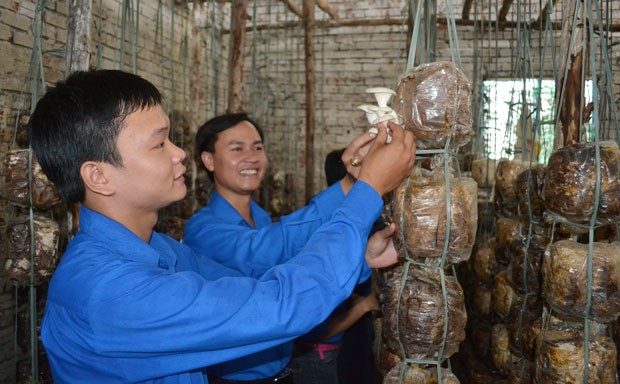 Farmers plant mushroom to improve their income