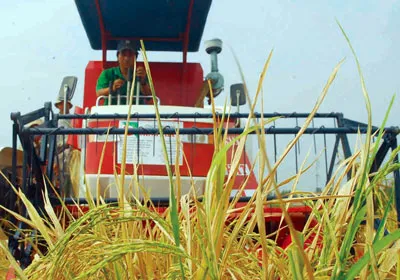 ĐBSCL: Thách thức cơ giới hóa nông nghiệp