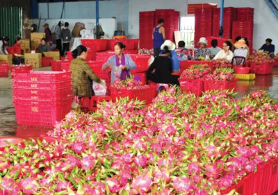 Bình Thuận: Thanh long khẳng định vị trí chủ lực