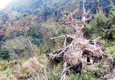 Rừng Hoàng Liên Sơn “hấp hối”
