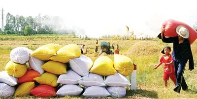 Nông dân Kiên Giang thu hoạch rộ lúa hè thu. Ảnh: CAO PHONG