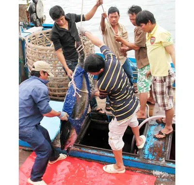 Ngư dân Khánh Hòa khai thác cá ngừ đại dương.