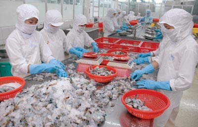Workers process shrimps for export at a company. (Photo: SGGP)