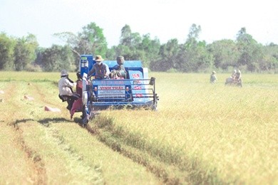 Farmers in the southern province of Tra Vinh's Tieu Can District harvest rice. Prime Minister Nguyen Tan Dung has asked the province to focus on multiplying large-scale rice fields to boost output. — VNA/VNS Photo Thanh Vu