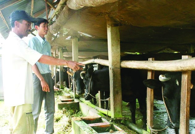 There are 30 family famrs working with the Evergrowth Cooperative