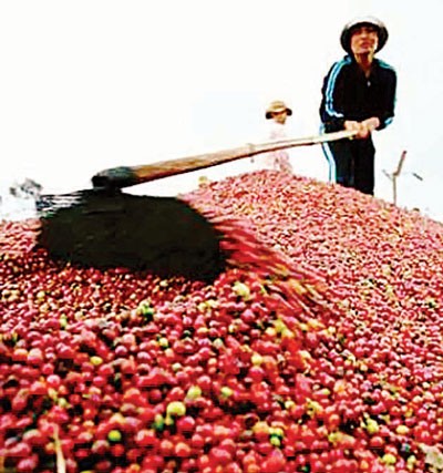 The cashew, coffee and pepper business brings prosperity to the Jorai ethnic minority in Gia Lai Province.(Photo:SGGP)