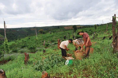 Đắk Nông: Áp lực dân di cư tự do