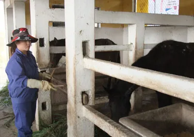 Các mã phu lùa ngựa về trại chăm sóc và cho ăn cỏ.