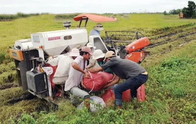 Xuất khẩu gạo sang Trung Quốc: Số lượng lớn, rủi ro cao